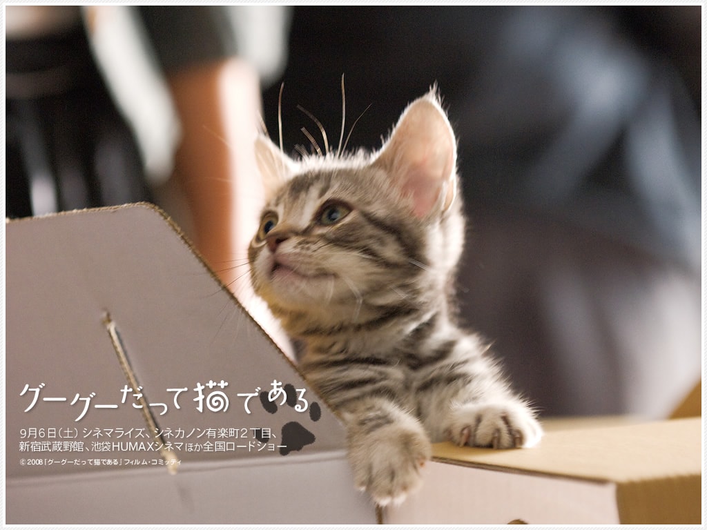 咕咕是一只猫 壁纸