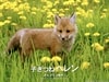 http://www.mshishang.net/pics/default/download/d6a4c2b18f9b866f57bc0f6fc9affe2a.jpg