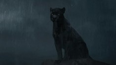 片段之Mowgli Leaves the Pack