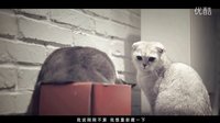 喵星人抢不到 09 萌猫情侣共度浪漫时光