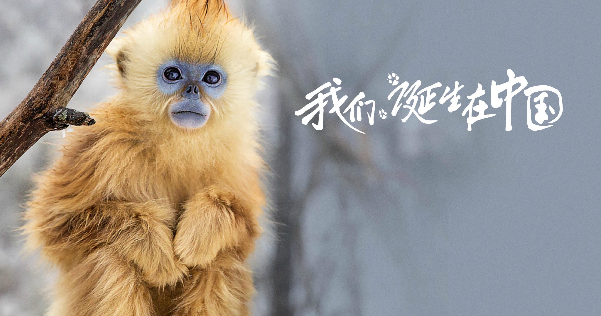 http://www.mshishang.net/pics/default/download/e72a26d3676c55e55a4b02e4ffa3955b.jpg